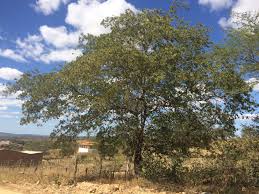 Image result for Schinopsis