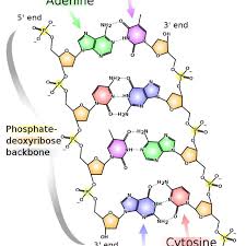 It's a class of molecule called a nucleic acid. 1 A Schematic View Of A Dna Double Helix Structure Two Single Dna Download Scientific Diagram