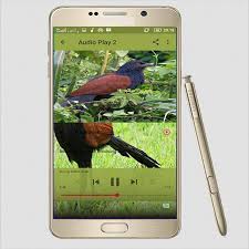 Suara burung sirtu betina gacor untuk memanggil sirtu jantan. Suara Burung Bubut Mp3 For Android Apk Download