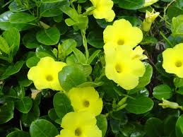 Image result for Allamanda