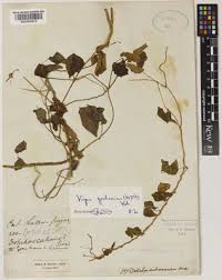 Image result for Wajira grahamiana