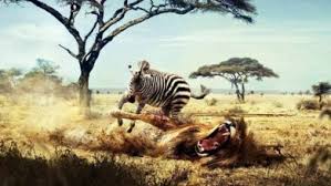 14 craziest animal fights caught on camera. Fights Of Animals Animal Battles Dinoanimals Com