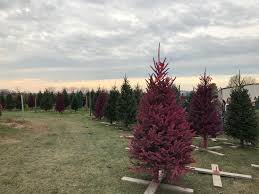 Real Life Hallow Biome Terraria Now, you want to open up your beastiary in terraria and check out all of your different placing your npcs in their preferred biome will increase their happiness levels. real life hallow biome terraria