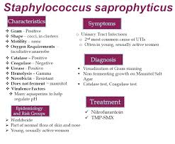 Image result for Staphylococcus Saprophyticus
