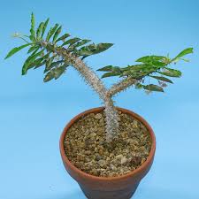 Image result for Euphorbia kilwana