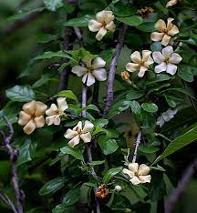 Image result for Catunaregam stenocarpa