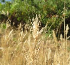 Image result for Wahlenbergia paludicola