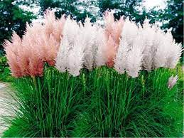 Pampas Grass Mix Cortaderia Selloana Fast Growing Ornamental Grass Seeds In 2021 Pink Pampas Grass Tall Ornamental Grasses Planting Flowers