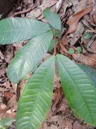 Image result for Gilbertiodendron dewevrei