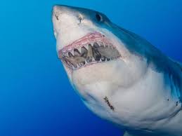 Vous ne vous y attendiez probablement pas mais l'animal le plus dangereux du monde est le moustique ! Requins Le Squale En Danger Sciences Et Avenir