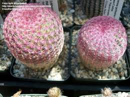 An extraordinary globose cactus with bright pink spines that turn yellow as they age. Plantfiles Pictures Echinocereus Species Arizona Ruby Rainbow Hedgehog Pink Comb Cactus Sonoran Rainbow Cactus Echinocereus Rigidissimus Subsp Rubispinus By Cacti Lover