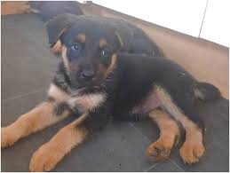 He is crate trained and potty trained. German Shepherd Puppies For Sale Near Zanesville Ohio
