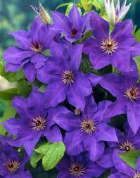 Een bladhoudende clematis zorgt voor een zichtdichte afscheiding met bloemen in het vroege voorjaar. Up Climbers 5x Bosrank Paars Grootbloemig Clematis The President Pakket Voor Een Strekkende Mete