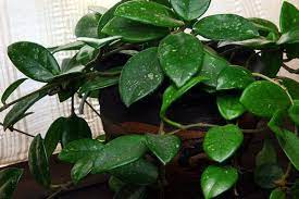 In my previous article the lesson was that just because something looks. Hoya Plant Care Hunker Hoya Plants Patio Plants Plants