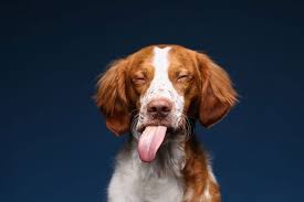 Welsh springer spaniels can be kept outside as long as they have protection from extremes in weather, but since they are such wonderful family dogs, it is better for them and for you if they stay in your home. Welsh Springer Spaniel Puppies For Sale Adoptapet Com