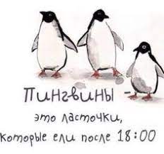 Или что они не любят танцевать? Idei Na Temu Pingviny Eto Lastochki Kotorye Kushayut Posle Shesti 120 Pingviny Lastochki Pingvine Iskusstvo