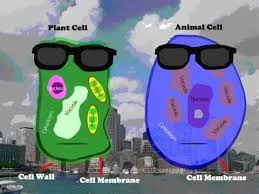 Cartoon animal cell anatomy banner card poster. The Real Cartoon Plant And Animal Cell Cartoon