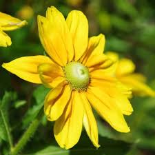 Image result for Rudbeckia hirta