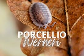 Porcellio werneri: How to Care for the Greek Shield Isopod