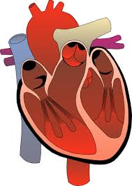 Free Free Heart Anatomy Svg 149 SVG PNG EPS DXF File