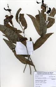 Image result for Polysphaeria