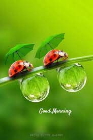 See more ideas about good morning wishes, good morning, morning wish. 38 Inspirational Good Morning Quotes With Beautiful Images 21 Beautiful Bugs Beautiful Images Good Morning Beautiful