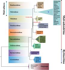 Image result for Malvaceae: Byttnerioideae, Helicteroideae