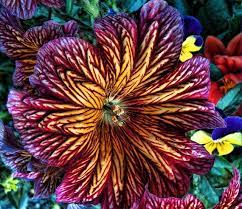 Amazing Color Taken 8 21 2010 By Rebecca Tifft Great Shot She Had No Idea What Kind Of Flower It Is Do Unusual Flowers Beautiful Flowers Amazing Flowers