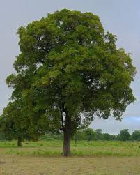 L Arbre Le Karite Botanique Culture Beurre De Karite Bio Legume Exotique Botanique Karite