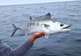 Fishing & boating events in north carolina. Spring Bonito Fishing The Season S Beginning Fishing Reports Saltwater Angler