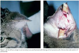 I took him to my vet and he gave me triz ultra flush plus tri otic. Management Of Aural Haematoma With Penrose Drainage In Dogs And Cats A Retrospective Study Of 53 Cases 1996 2016 Hellenic Journal Of Companion Animal Medicine