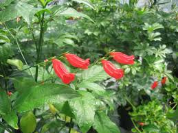 Image result for Ruellia brevifolia