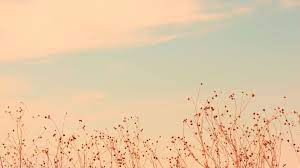 Download the best hd and ultra hd wallpapers for free. 26 Aesthetic Flower Wallpapers Wallpaperboat