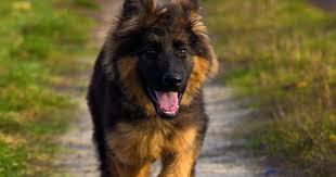 A typical entry lists information in the following sequence: Only Original Breed Puppies German Shepherd Puppy Price In India