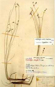 Image result for Bulbostylis contexta