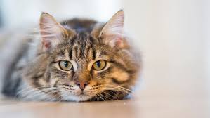 Constipation refers to a situation where the cat cannot poo, in more clinical terms cannot make complete bowel movements or does so with great difficulty. 4 Types Of Cat Cancer And Their Common Symptoms Rau Animal Hospital