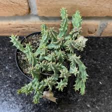 Image result for Huernia volkartii