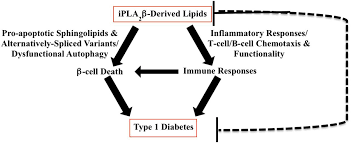 Check spelling or type a new query. Calcium Independent Phospholipases A2 And Their Roles In Biological Processes And Diseases Journal Of Lipid Research