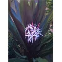 Image result for Rothmannia macrosiphon