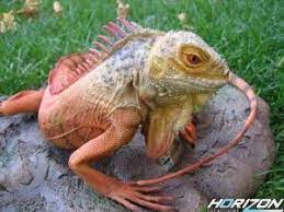 Red Iguana Iguana Iguana Yellow Lizard Lizard Iguana Animals Beautiful