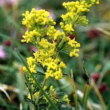 Image result for Galium verum