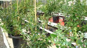 Aquaponics Hawaii Tours Organic Aquaponics Gallery Bluberry Prototype