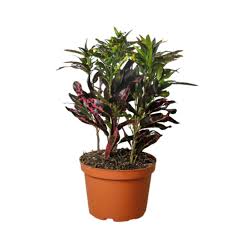 Image result for Croton scheffleri