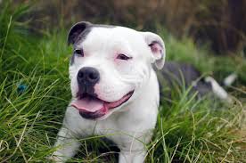 Black And White Pitbull Female Pin On Rescued And Adopted