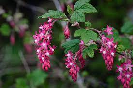 Use this list to find out when your favorite fruits and vegetables are in season. Ribes Sanguineum Wikipedia