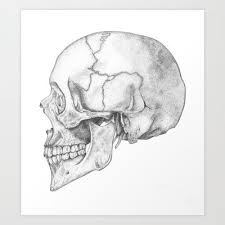 Skull Art Print By Kate Petrielli 18 00 On Society 6 Easy Skull Drawings Skull Illustration Skulls Drawing