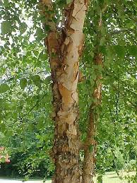 The river birch's ( betula nigra ) common name gives a clue about this graceful tree's needs. River Birch
