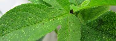 The plants has a branching stem and simple, long, flat. Detailed Information On Spider Mite Tetranychus Urticae