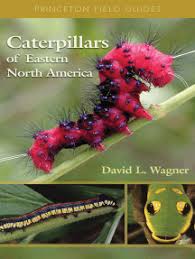 Cheiracanthium mildei, the northern yellow sac spider is one of the most common spiders in northeastern america. Read Common Spiders Of North America Online By Richard A Bradley Books