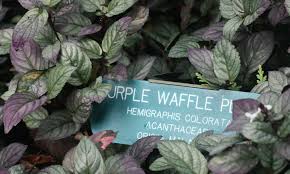 It can't be left to sit in water and it will die if it gets too dry. Purple Waffle Plant Lively And Lush Air Cleaner Epic Gardening
